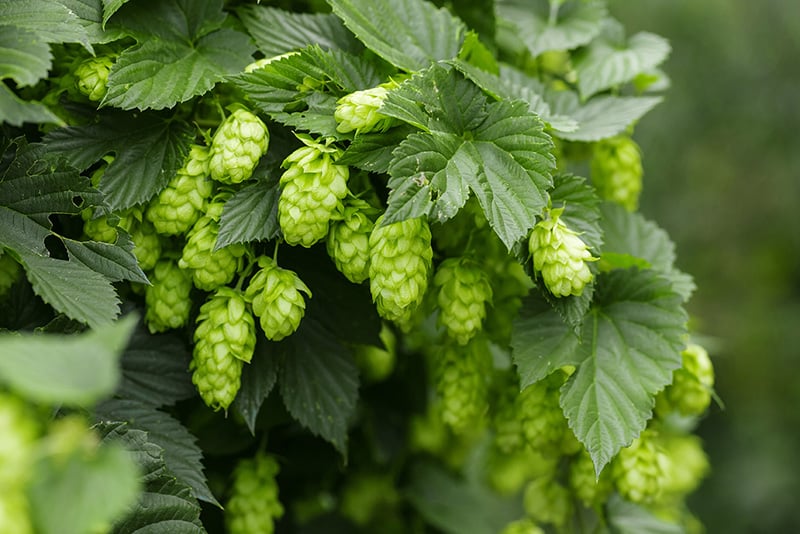 le houblon qui parfume la bière 